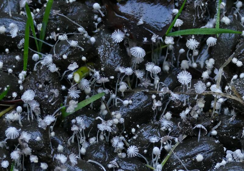 Coprinopsis stercorea?