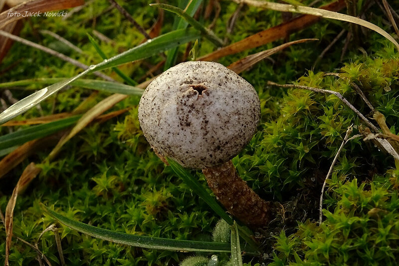 ber&#179;weczka fr&#234;dzelkowata