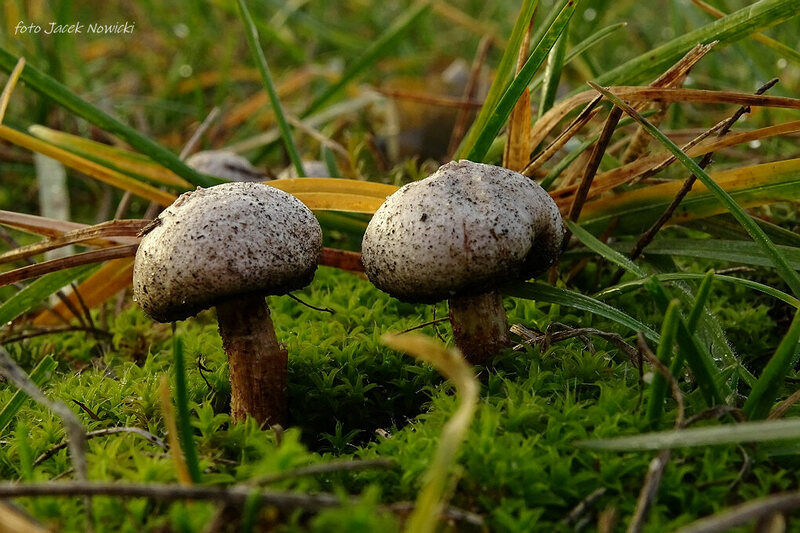 ber&#179;weczka fr&#234;dzelkowata