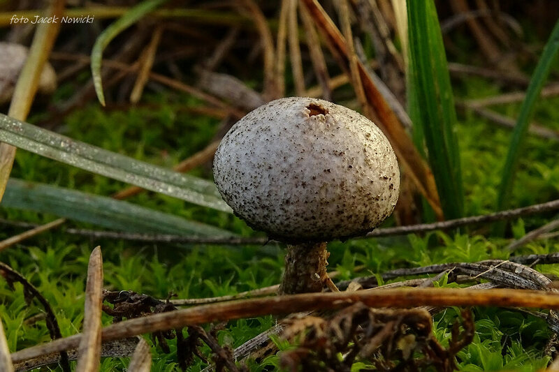 ber&#179;weczka fr&#234;dzelkowata