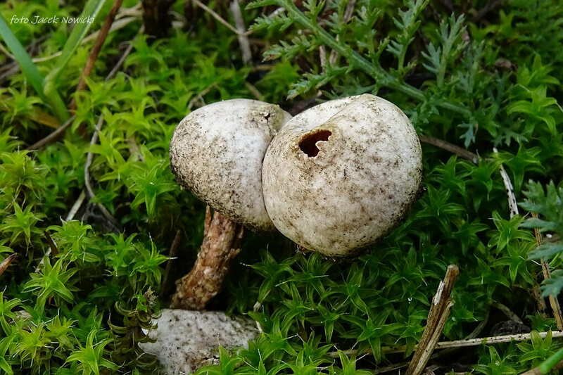 ber&#179;weczka fr&#234;dzelkowata