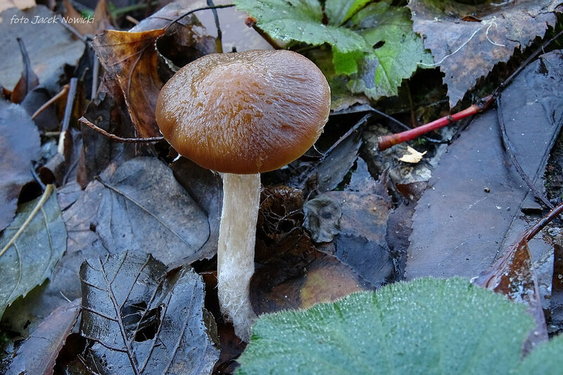 kruchaweczka