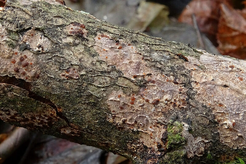 tremella verisolor