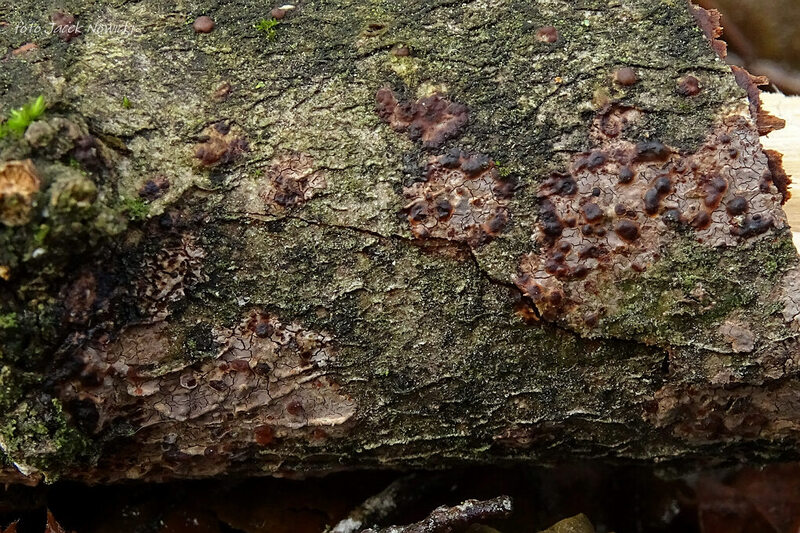 tremella verisolor