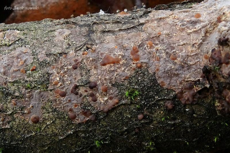 tremella verisolor