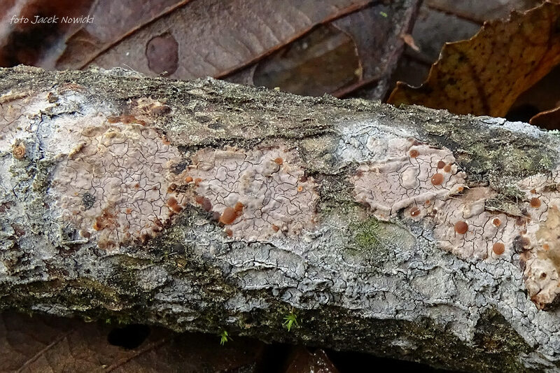 tremella verisolor