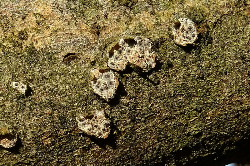 sordariomycetes