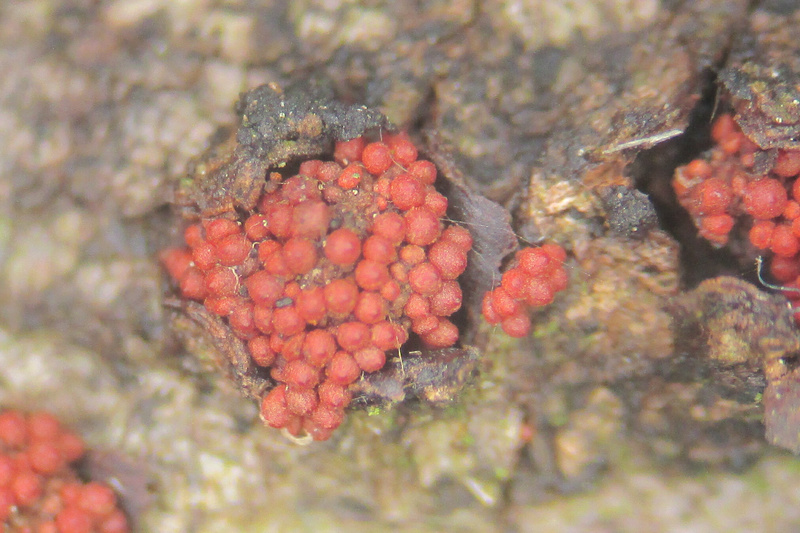 nectria