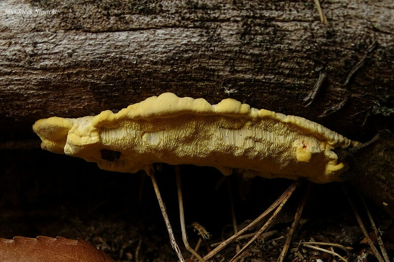 perenniporia