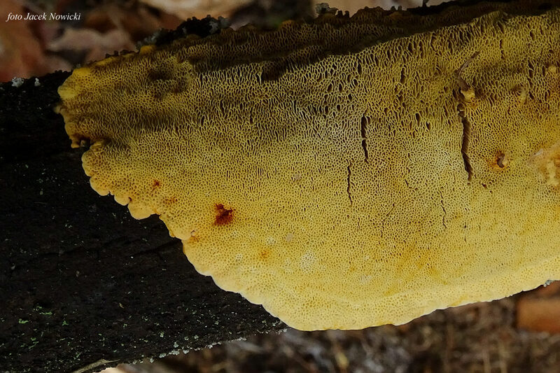 perenniporia