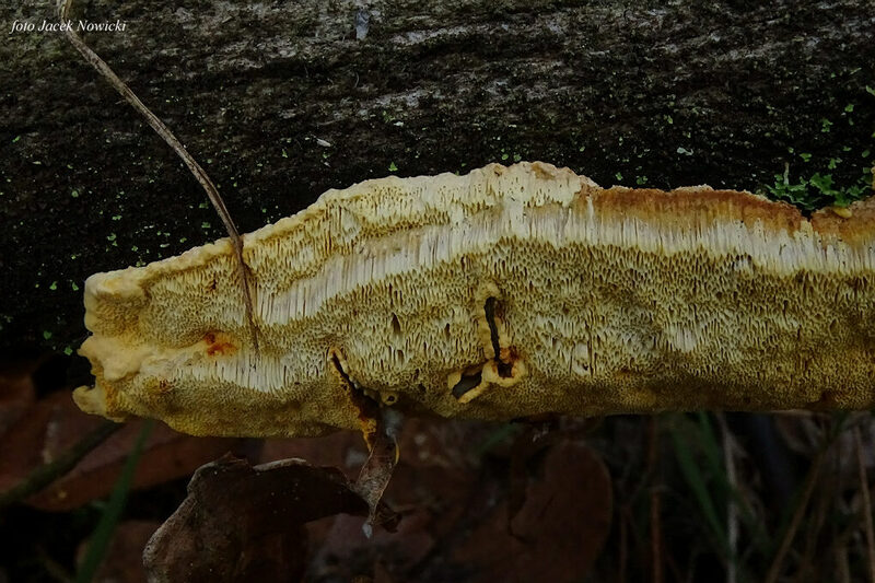 perenniporia