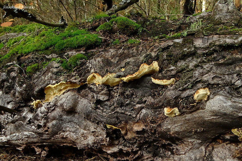 perenniporia