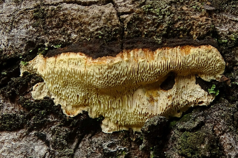 perenniporia