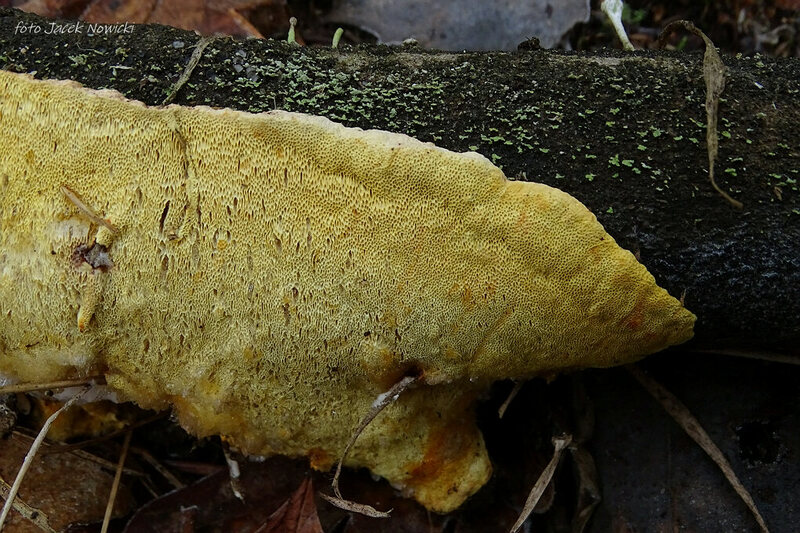 perenniporia