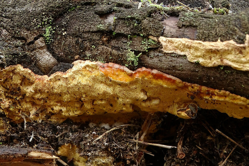 perenniporia