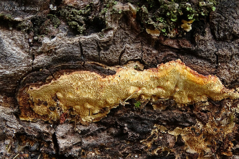 perenniporia