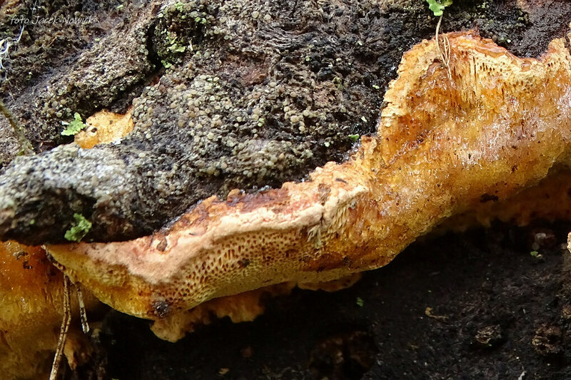 perenniporia