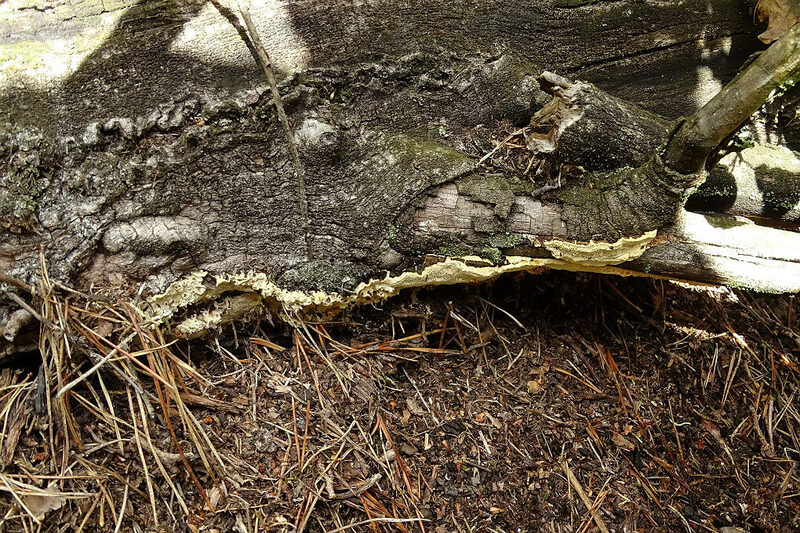 perenniporia