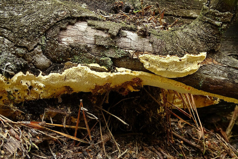 perenniporia