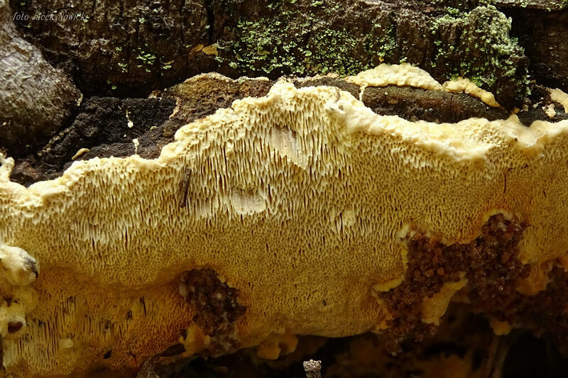 perenniporia