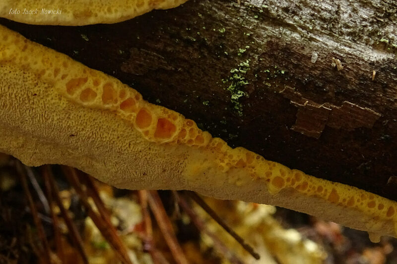 perenniporia