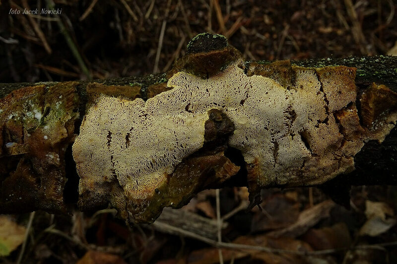 perenniporia