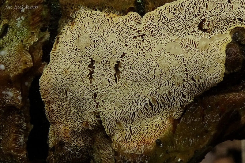 perenniporia