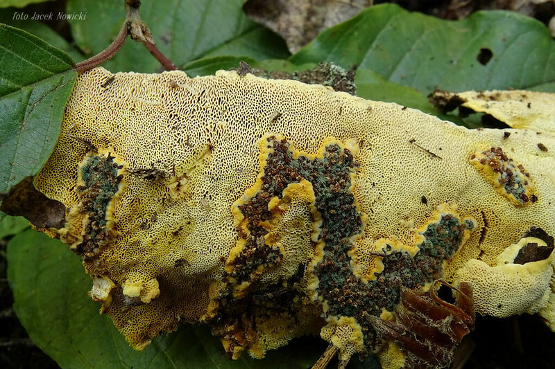 perenniporia