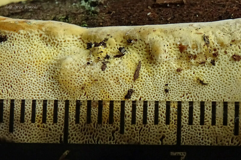 perenniporia