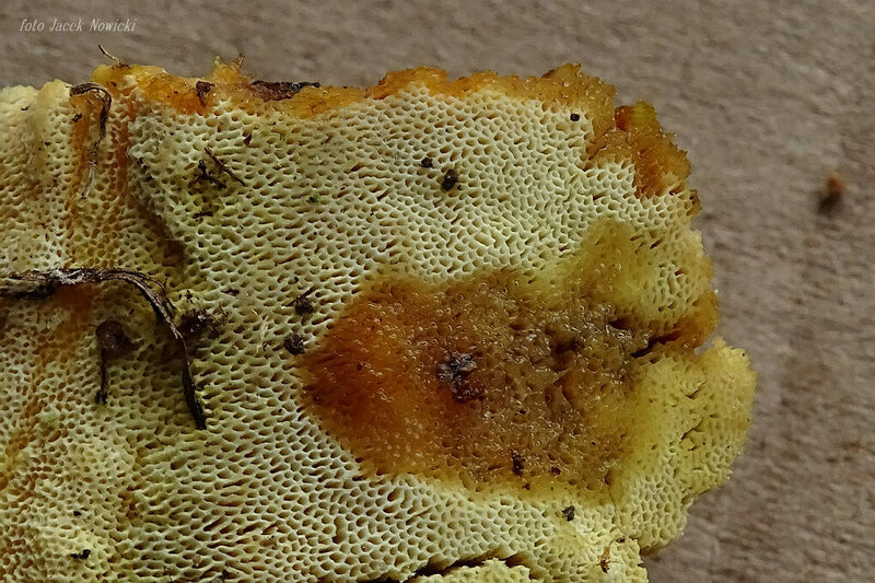 perenniporia