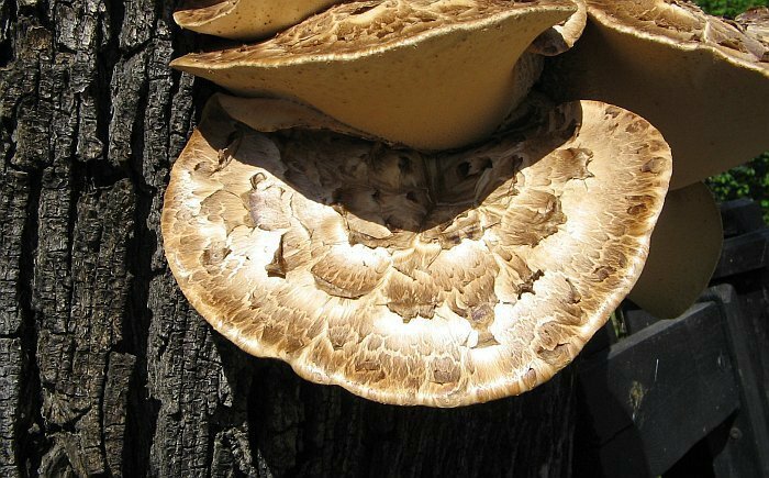 Polyporus squamosus_03