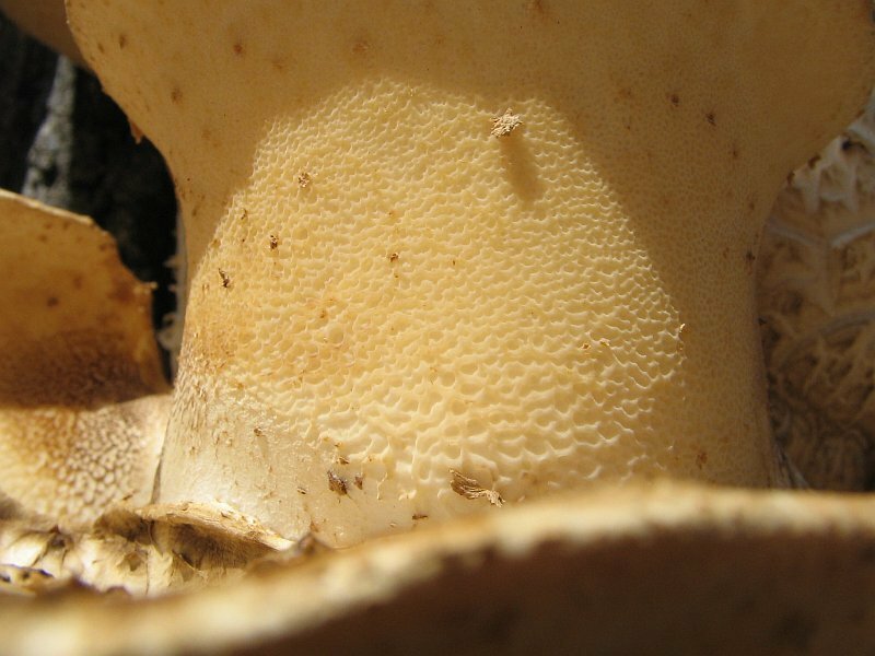 Polyporus squamosus_04