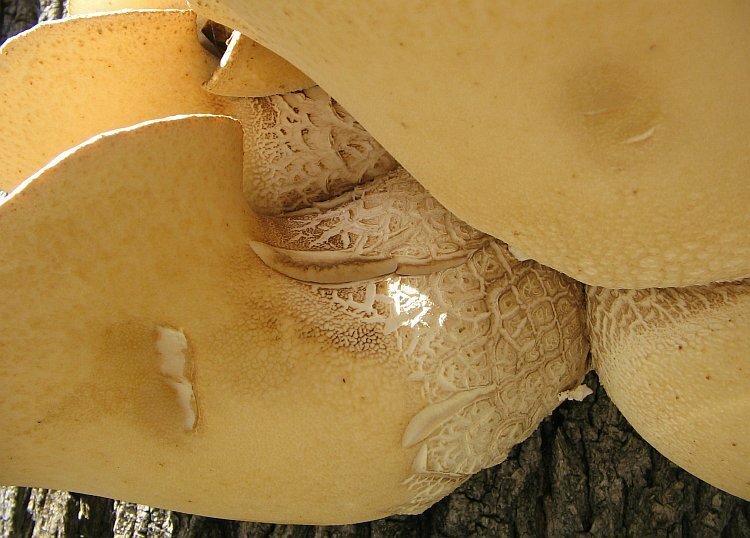 Polyporus squamosus_05