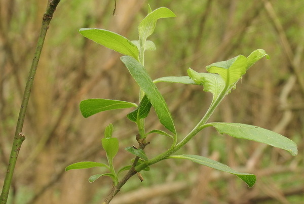 003 Salix sp.