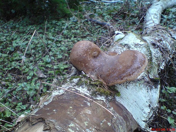 Piptoporus betulinus