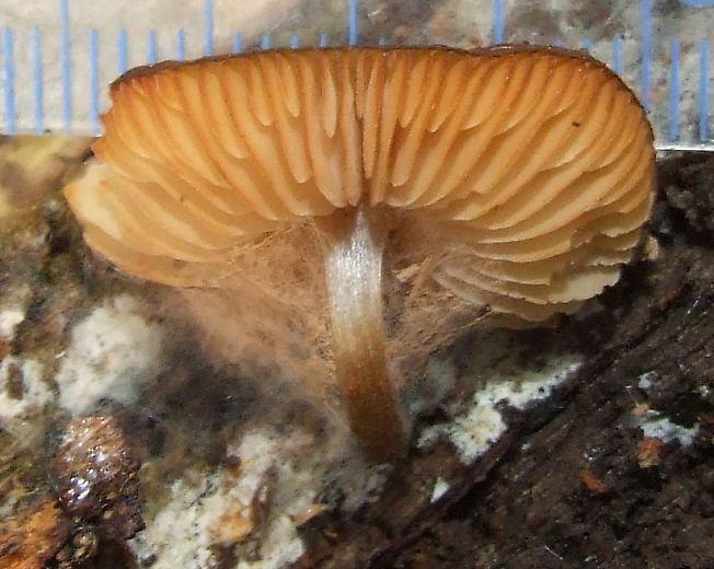 maly Pluteus4