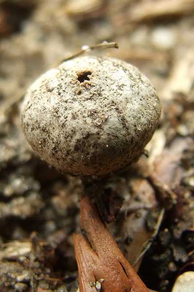 Tulostoma