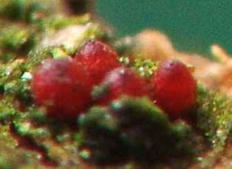 Nectria galligena Bres. 1