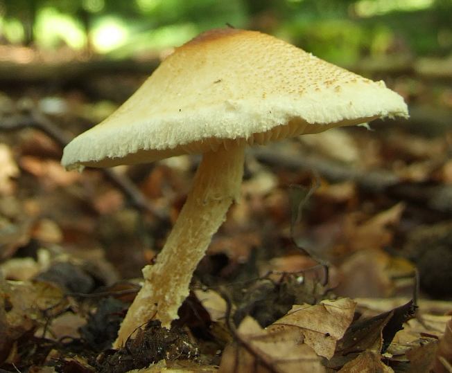 Lepiota2