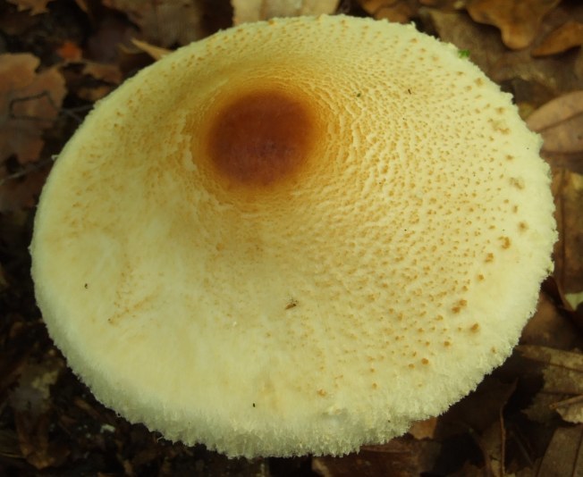 Lepiota3