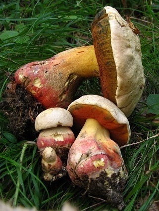 Boletus satans