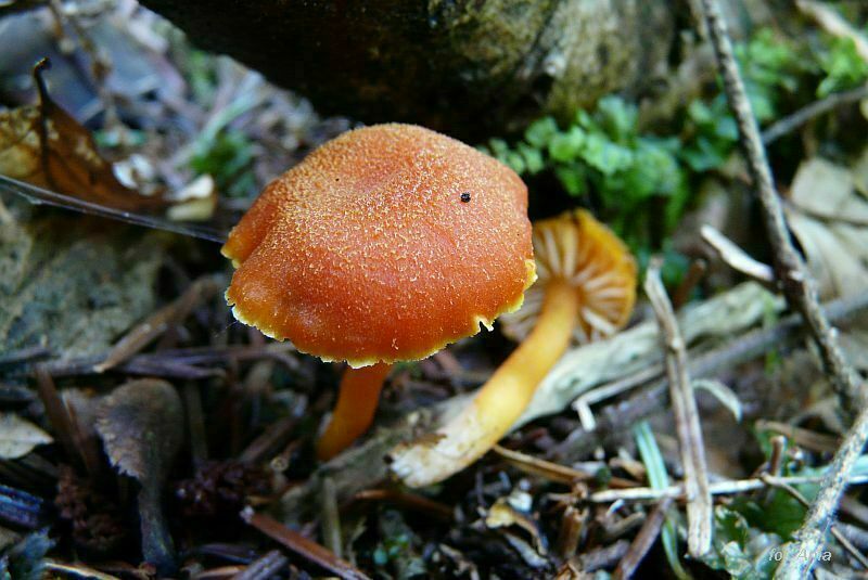 Hygrocybe miniata