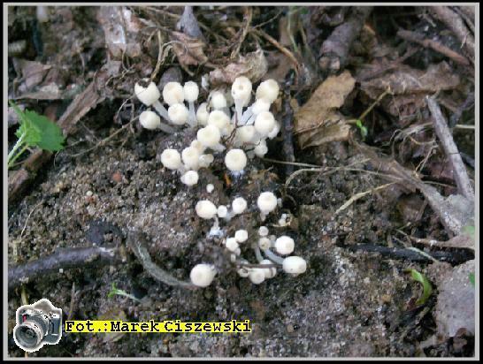 Coprinus