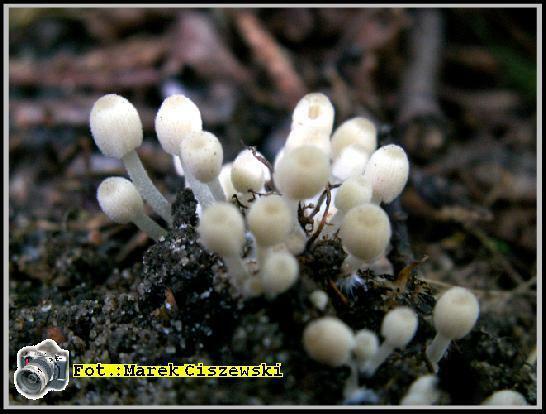 coprinus