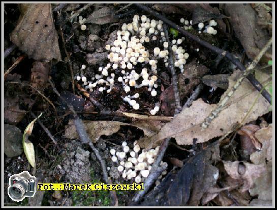 Coprinus