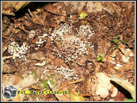 Coprinus