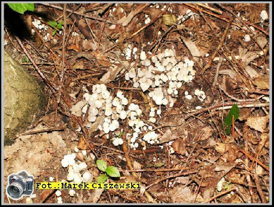 Coprinus