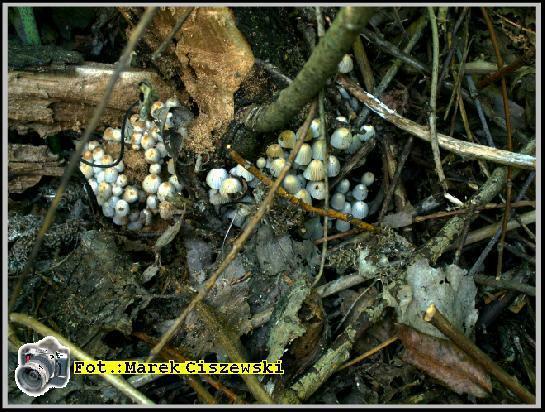 Coprinus