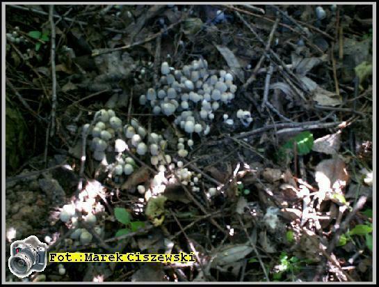 Coprinus