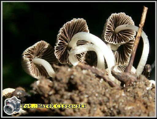 Coprinus